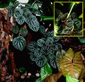 Emerald Ripple Peperomia